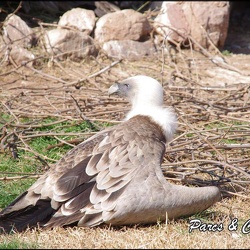 zoo frejus - Oiseaux -vautours