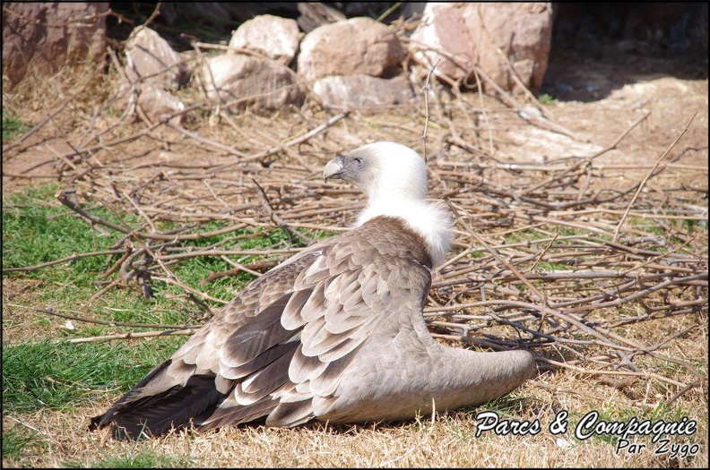zoo_frejus_-_Oiseaux_-vautours_-_122.jpg
