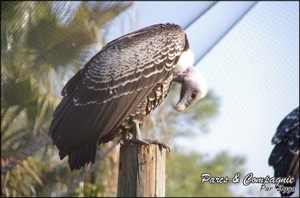 zoo frejus - Oiseaux -vautours - 123