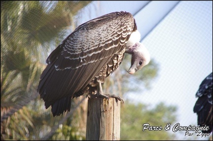 zoo frejus - Oiseaux -vautours - 124