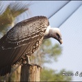zoo frejus - Oiseaux -vautours - 125