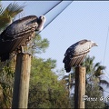 zoo frejus - Oiseaux -vautours - 126