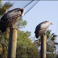 zoo frejus - Oiseaux -vautours - 127