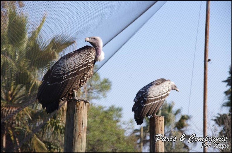 zoo_frejus_-_Oiseaux_-vautours_-_128.jpg