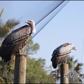 zoo frejus - Oiseaux -vautours - 128