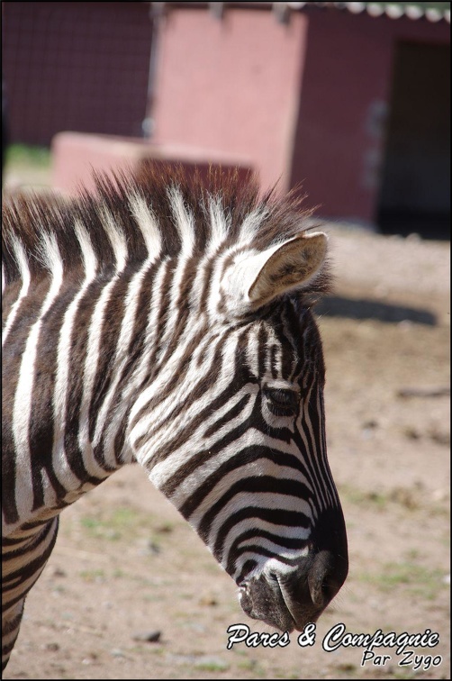 zoo frejus - Perrisodactyles - zebres - 133