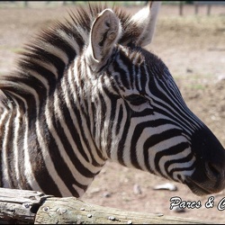 zoo frejus - Perrisodactyles - zebres
