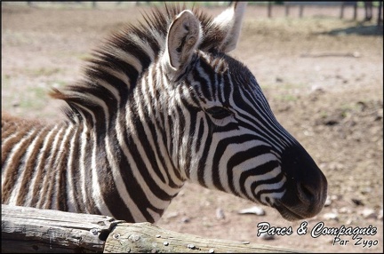 zoo frejus - Perrisodactyles - zebres - 134