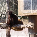 zoo frejus - Primates - Autres lemuriens - 145