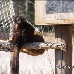 zoo frejus - Primates - Autres lemuriens