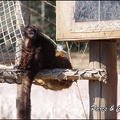 zoo frejus - Primates - Autres lemuriens - 146