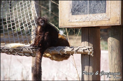 zoo frejus - Primates - Autres lemuriens - 146