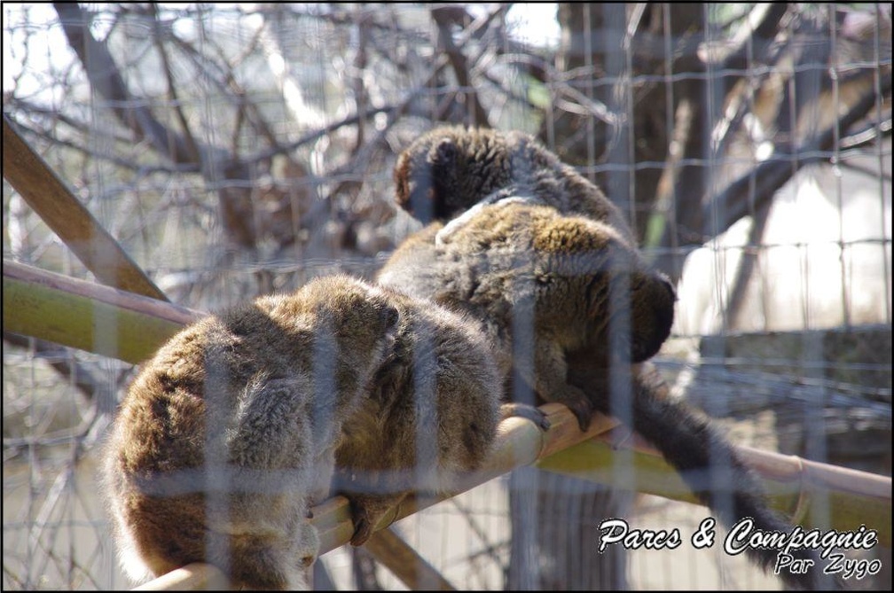 zoo frejus - Primates - Autres lemuriens - 147