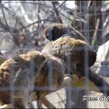 zoo frejus - Primates - Autres lemuriens - 147