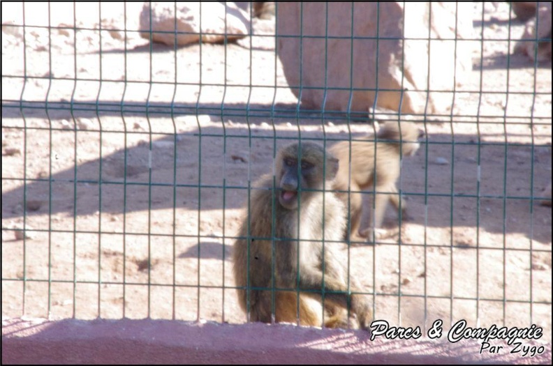 zoo_frejus_-_Primates_-_Babouin_olive_-_154.jpg