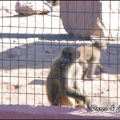 zoo frejus - Primates - Babouin olive - 154