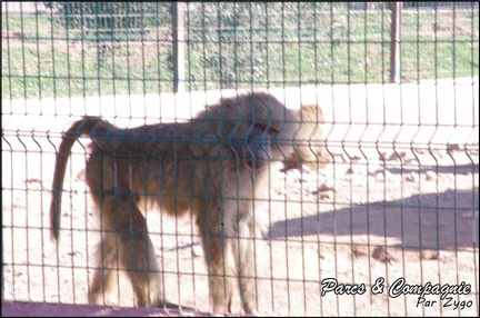 zoo frejus - Primates - Babouin olive - 155