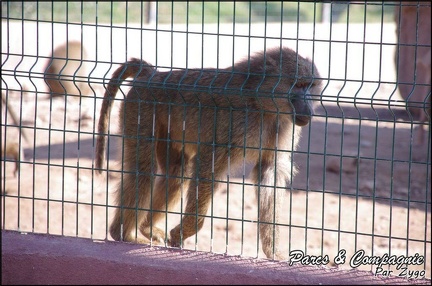 zoo frejus - Primates - Babouin olive - 156