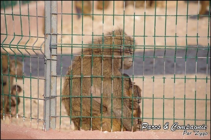 zoo frejus - Primates - Babouin olive - 157