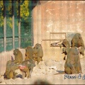 zoo frejus - Primates - Babouin olive - 158