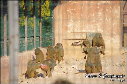 zoo frejus - Primates - Babouin olive - 158