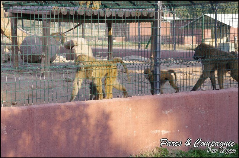 zoo_frejus_-_Primates_-_Babouin_olive_-_159.jpg