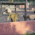 zoo frejus - Primates - Babouin olive - 159