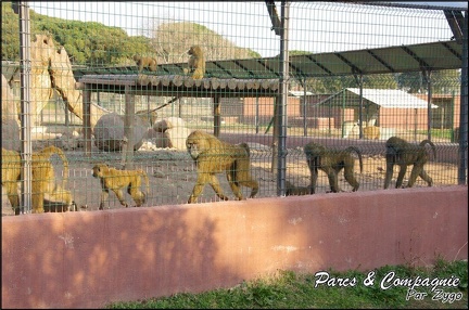 zoo frejus - Primates - Babouin olive - 160