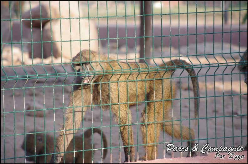 zoo_frejus_-_Primates_-_Babouin_olive_-_161.jpg