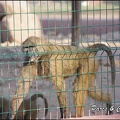 zoo frejus - Primates - Babouin olive - 161
