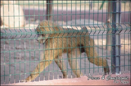 zoo frejus - Primates - Babouin olive - 162