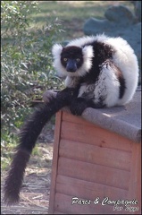 zoo frejus - Primates - Jungle aux lemuriens - 212