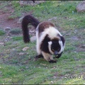 zoo frejus - Primates - Jungle aux lemuriens - 213