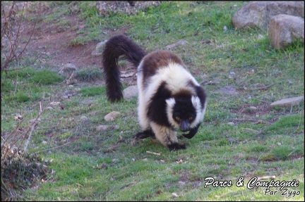 zoo frejus - Primates - Jungle aux lemuriens - 213
