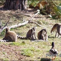 zoo frejus - Primates - Jungle aux lemuriens - 215