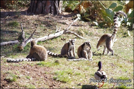 zoo frejus - Primates - Jungle aux lemuriens - 215