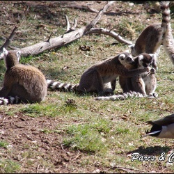 zoo frejus - Primates - Jungle aux lemuriens