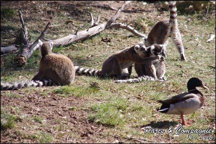 zoo frejus - Primates - Jungle aux lemuriens - 216
