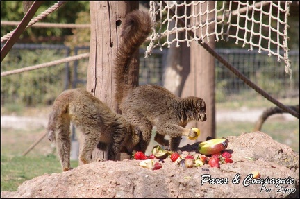 zoo frejus - Primates - Maki mayotte - 218