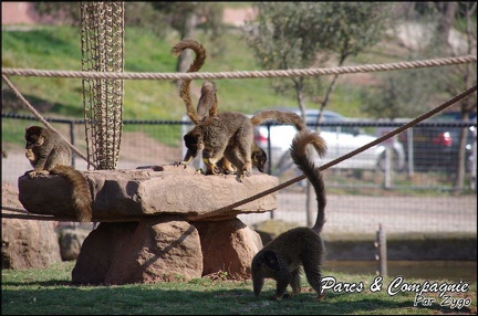 zoo frejus - Primates - Maki mayotte - 219