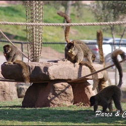 zoo frejus - Primates - Maki mayotte