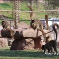 zoo frejus - Primates - Maki mayotte - 220