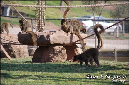 zoo frejus - Primates - Maki mayotte - 221