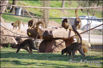 zoo frejus - Primates - Maki mayotte - 222