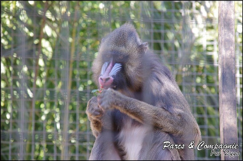 zoo_frejus_-_Primates_-_Mandrill_-_224.jpg