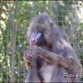zoo frejus - Primates - Mandrill - 224