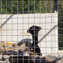 zoo frejus - Primates - Mangabey noir