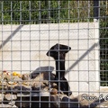 zoo frejus - Primates - Mangabey noir - 225
