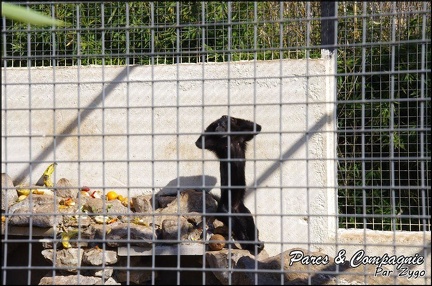zoo frejus - Primates - Mangabey noir - 225