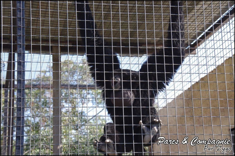 zoo_frejus_-_Primates_-_Siamangs_-_230.jpg